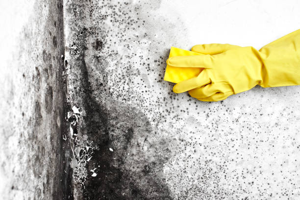 Best Industrial Mold Remediation  in Eagle Mountain, UT